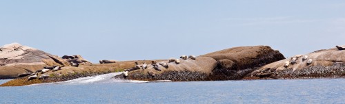 Seals on Bonny Chess Ledge