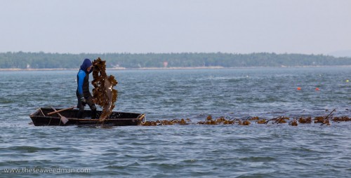 Larch pulls kelp into punt boat